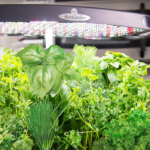 Aerogarden Bounty e Harvest – errori da non fare